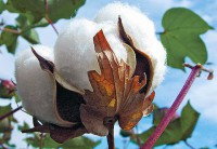 Cách nhận biết vải Cotton